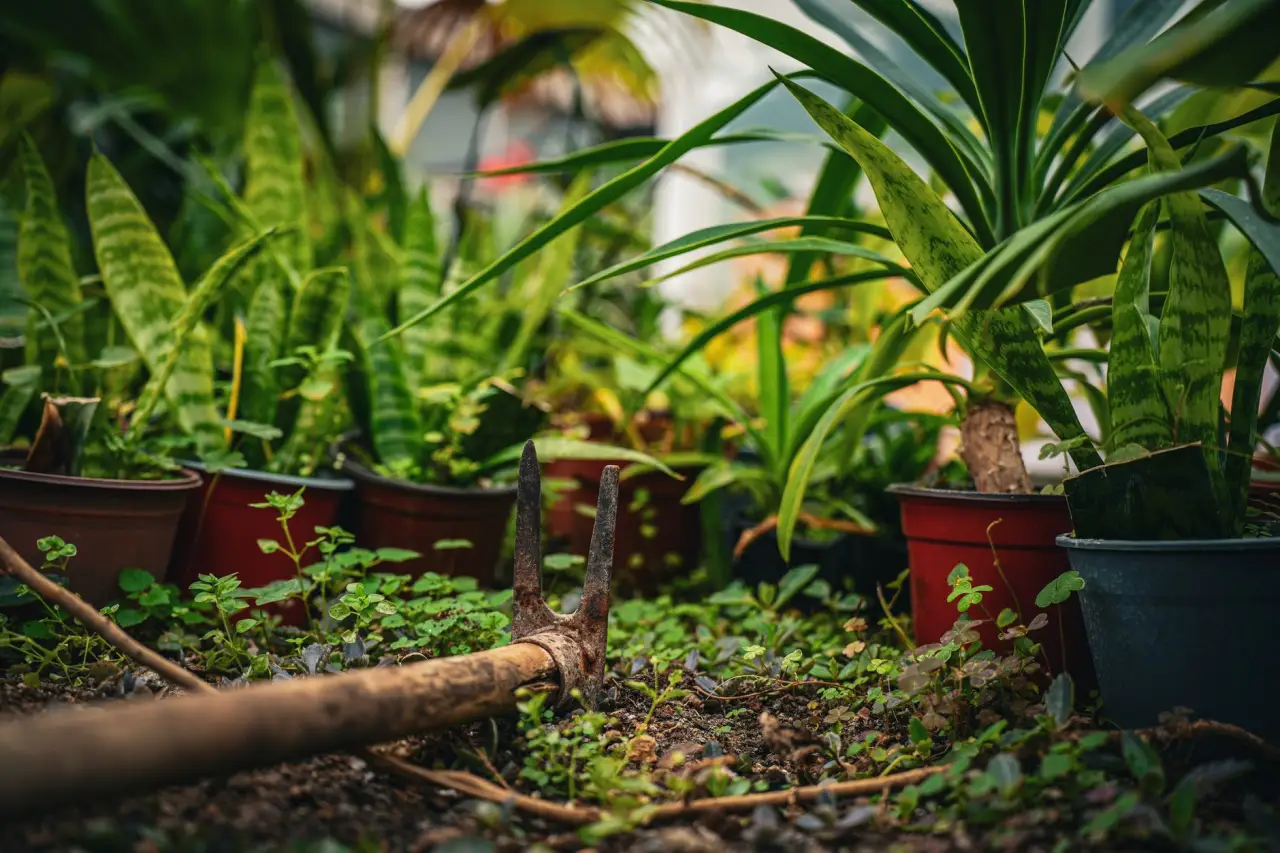 2025年青岛家政服务行业发展趋势及家庭护理技术升级观察